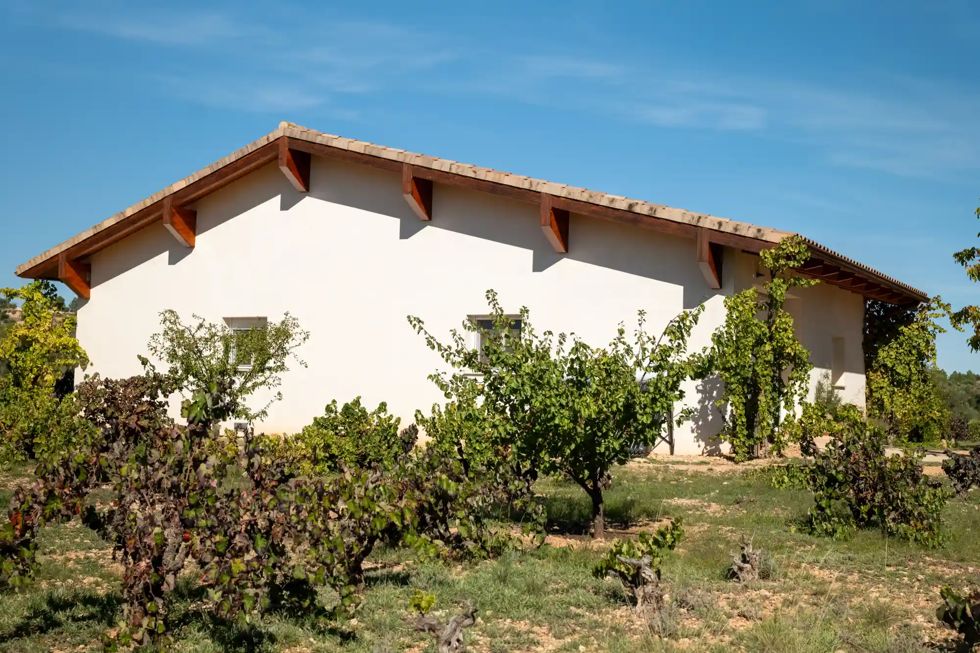 bodega el cercao